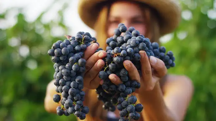 Виноградная лоза Неббиоло находит особые и наиболее подходящие почвы и климатические условия в 11 муниципалитетах Ланге.