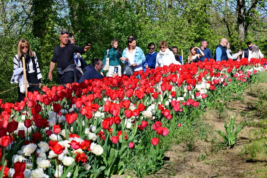  выставка тюльпанов Италия, садоводство в Пралормо