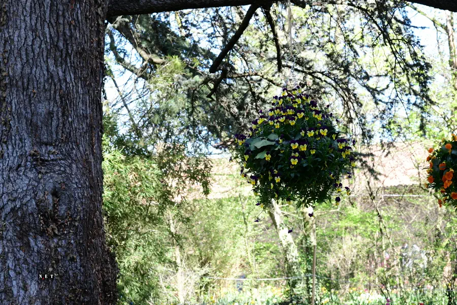 исторические сады Пьемонта, весенние цветы Турина